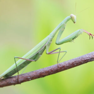 Connecting With Nature Provides Companionship Image